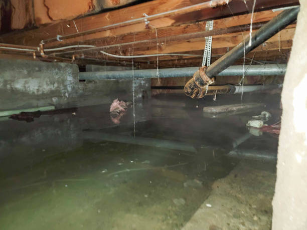 Best Flood restoration services  in Lakewood, OH