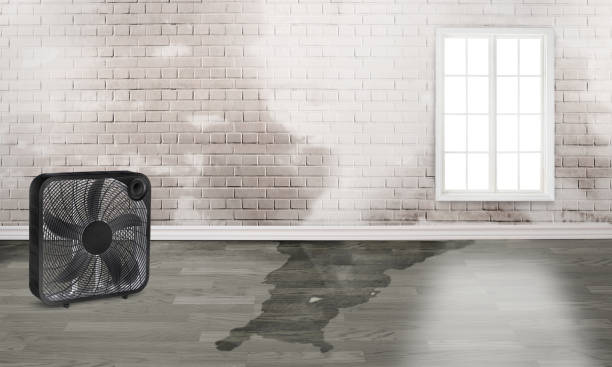 Best Flood restoration services  in Lakewood, OH